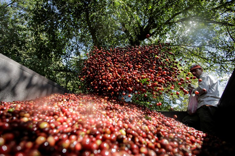 Trabalhador em lavoura de café na Costa Rica