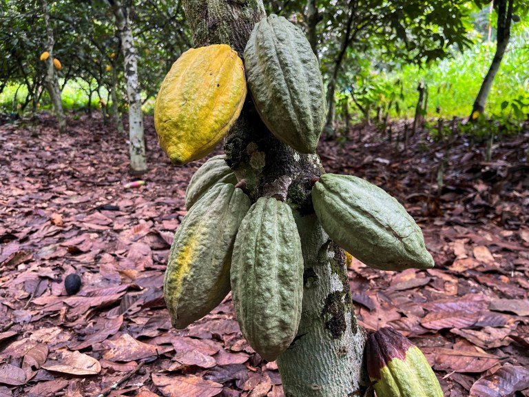 Cacau em fazenda em Daloa, Costa do Marfim
