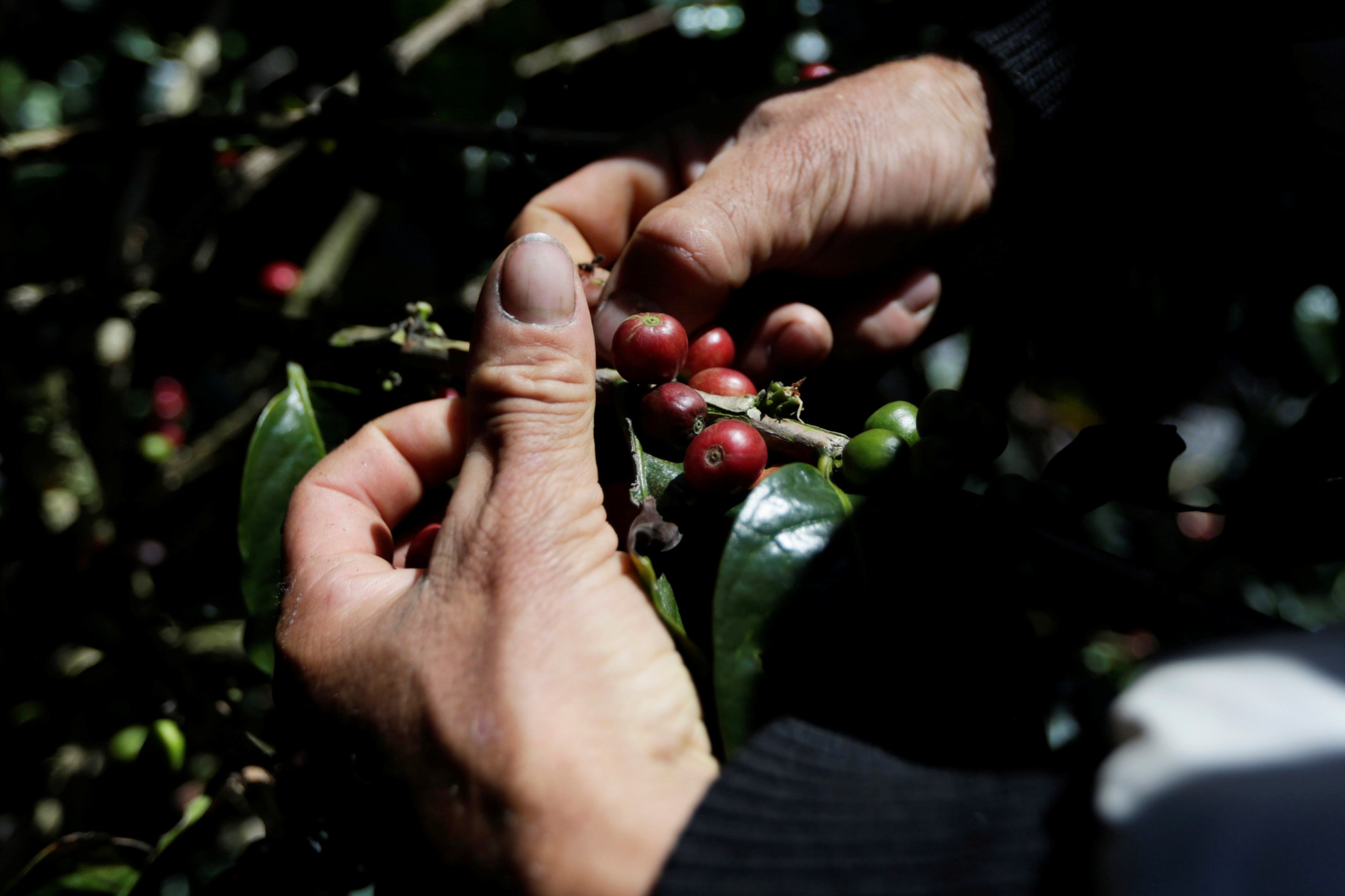 Produtor seleciona grãos de café