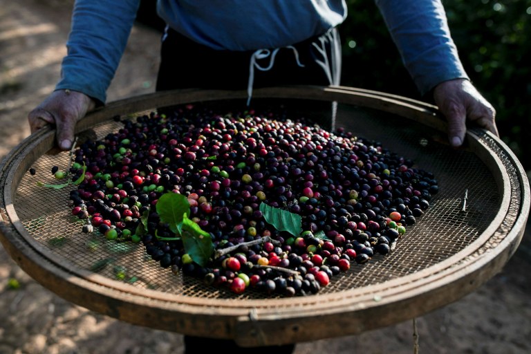 Trabalhador em colheita de café em Varginha, Minas Gerais