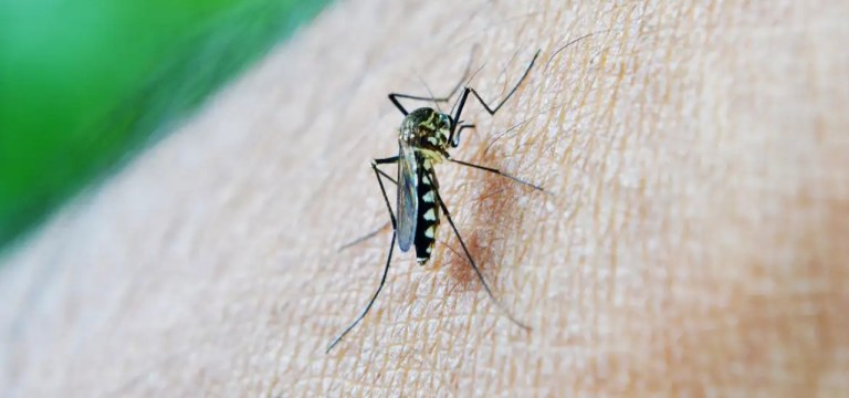 Mosquito da dengue, Aedes aegypti