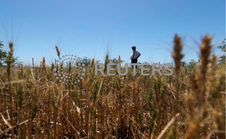 Lavoura de trigo atingida pelo La Niña na Argentina