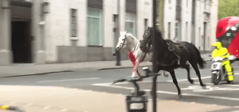Cavalos galopam descontrolados em Londres