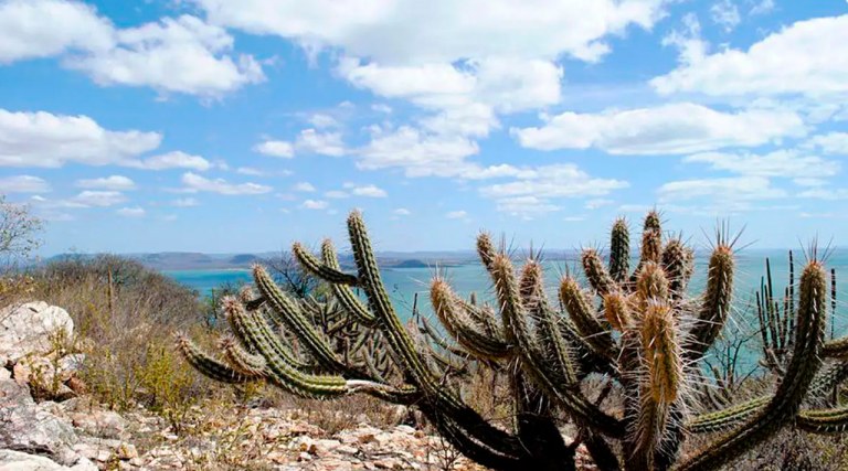Caatinga na Bahia