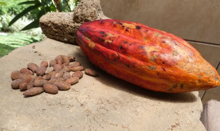Cacau