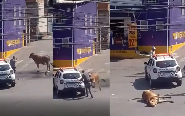 Boi é morto a tiros por PM em Mauá