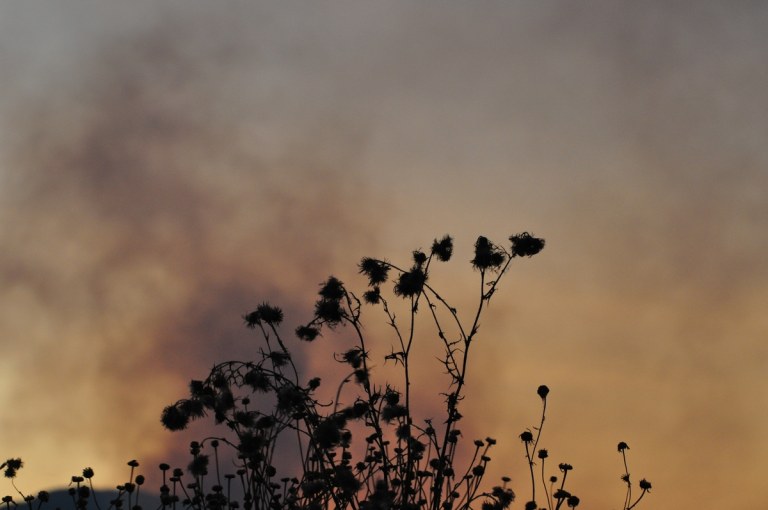 Incêndio destrói mata nativa