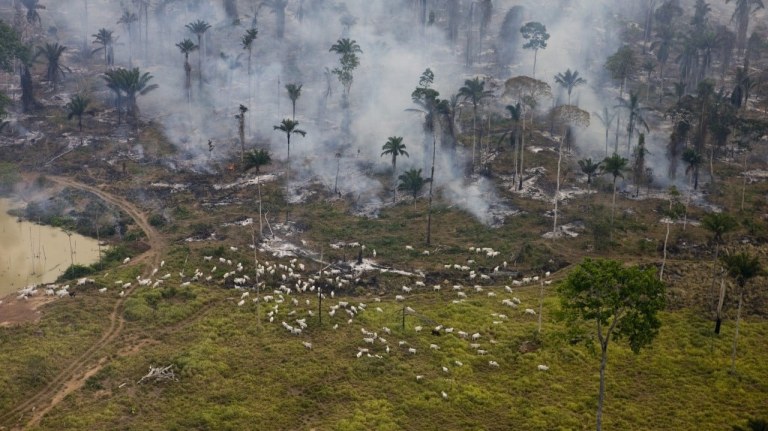Queimada e desmatamento em área de criação de gado em São Félix do Xingu (PA)
