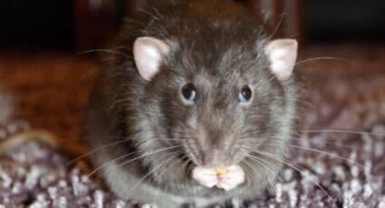 Rato