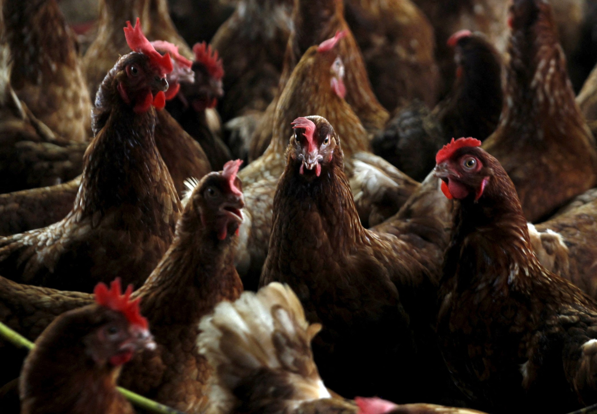 Galinhas em fazenda contaminada pela gripe aviária na vila de Modeste, Costa do Marfim