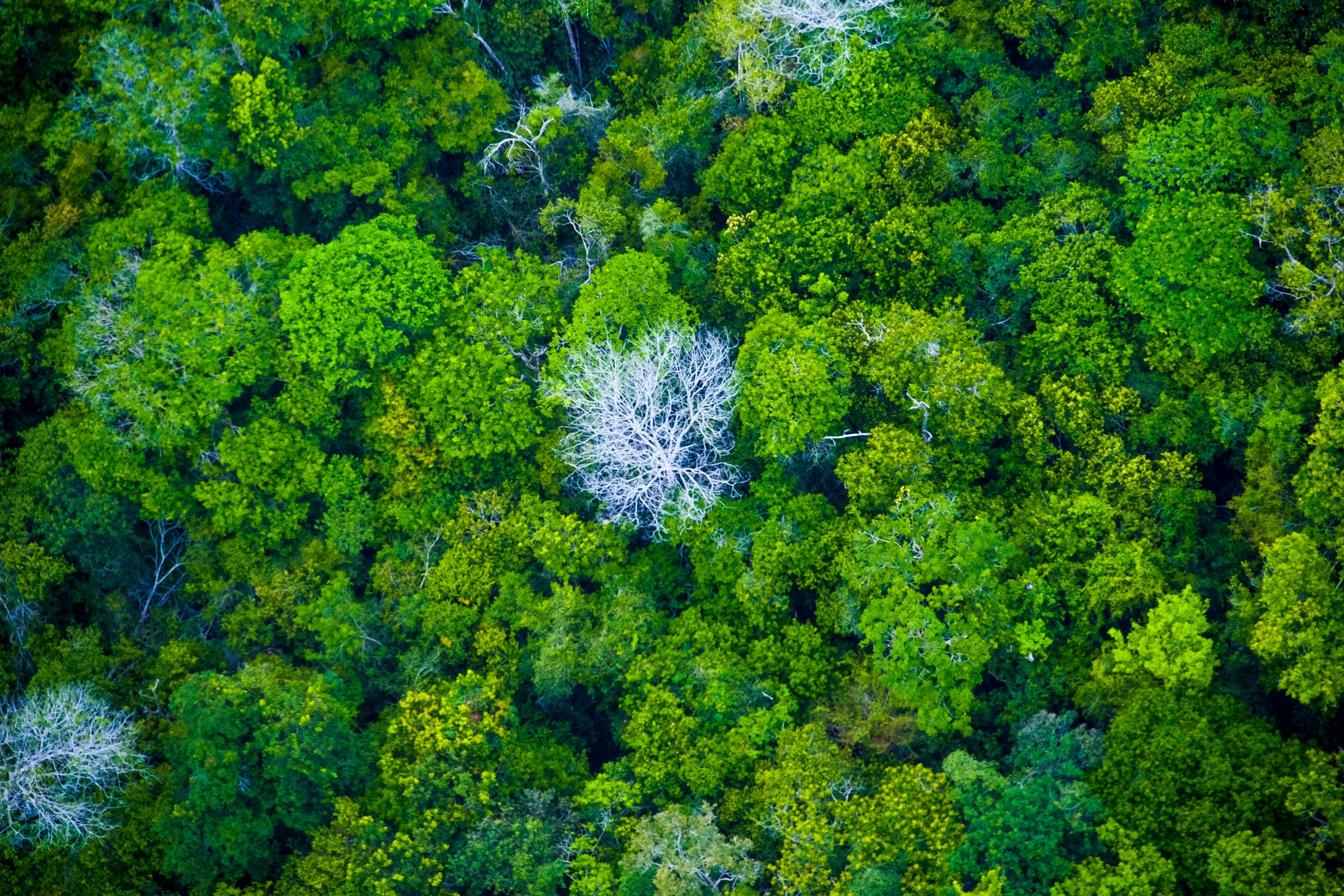 Floresta Amazônica no Pará