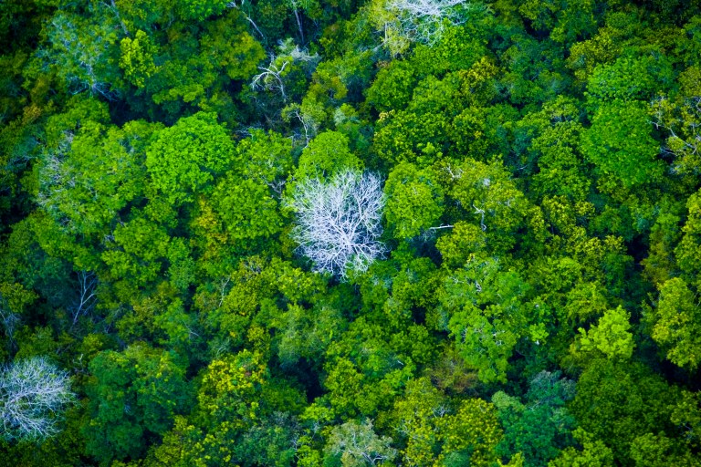 Floresta Amazônica no Pará
