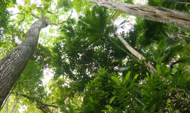 O órgão estabeleceu 23 metas de biodiversidade. Entre elas, reduzir a perda de biodiversidade, promover o planejamento espacial e buscar zerar o desmatamento e a conversão da vegetação nativa