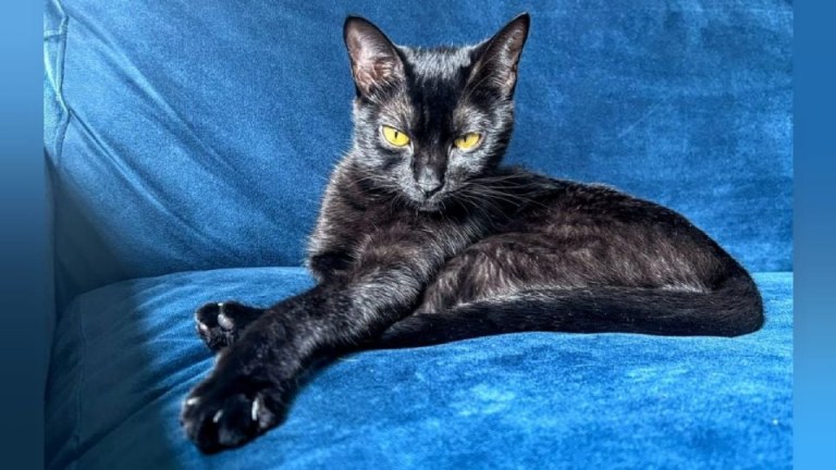 Gata Ágatha