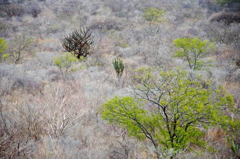 Caatinga