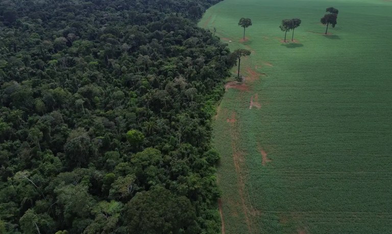 Floresta desmatada