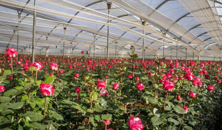 Rosas equatorianas exportadas para a China