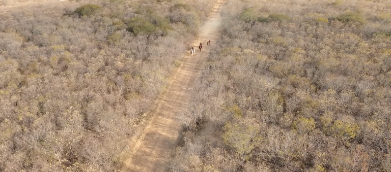 Vaqueiros na caatinga