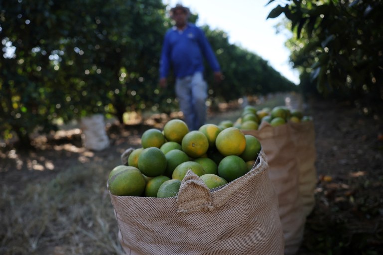 Colheita de laranja em Minas Gerais