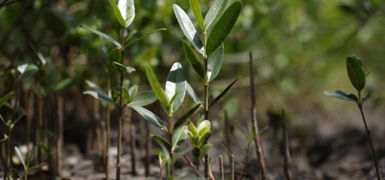 Novas mudas de mangue