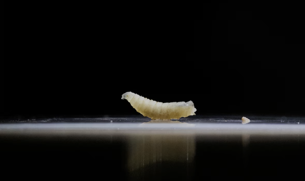 Mosca da bicheira
