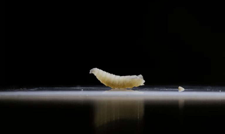 Mosca da bicheira