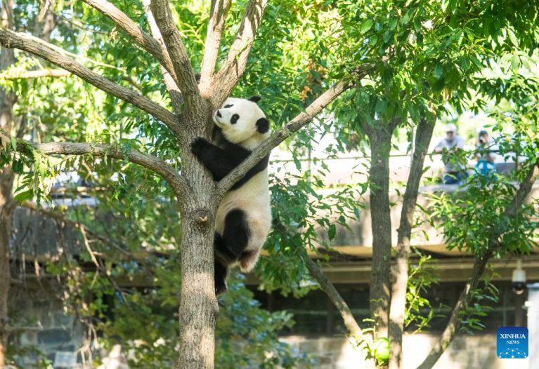 Panda gigante Qing Bao comemora seu 4º aniversário no zoológico de Washington D.C.