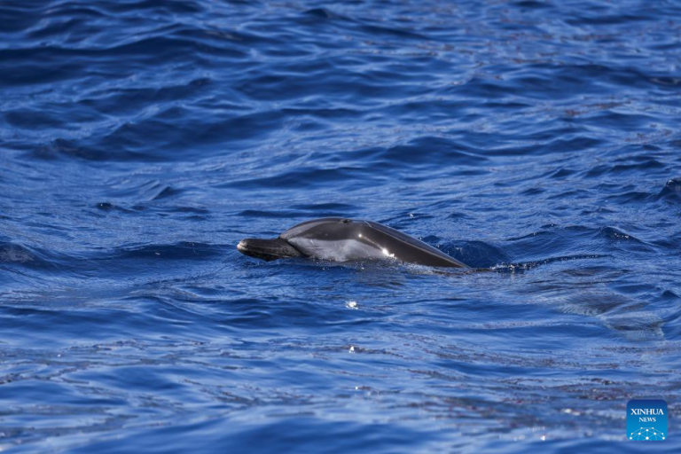 Golfinho "Wan Wan" é devolvido ao mar após ser encontrado encalhado em Hainan, no sul da China