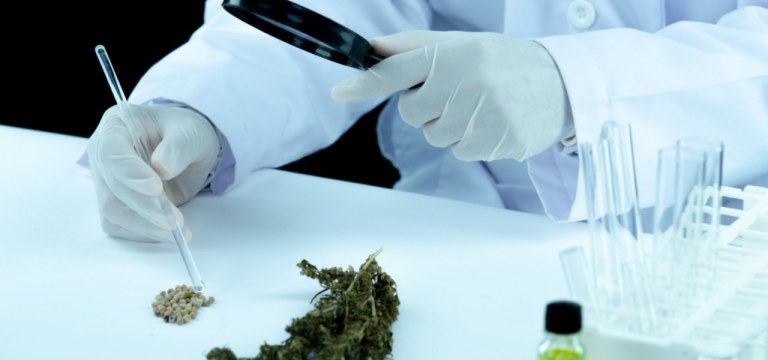 Pesquisa com Cannabis
