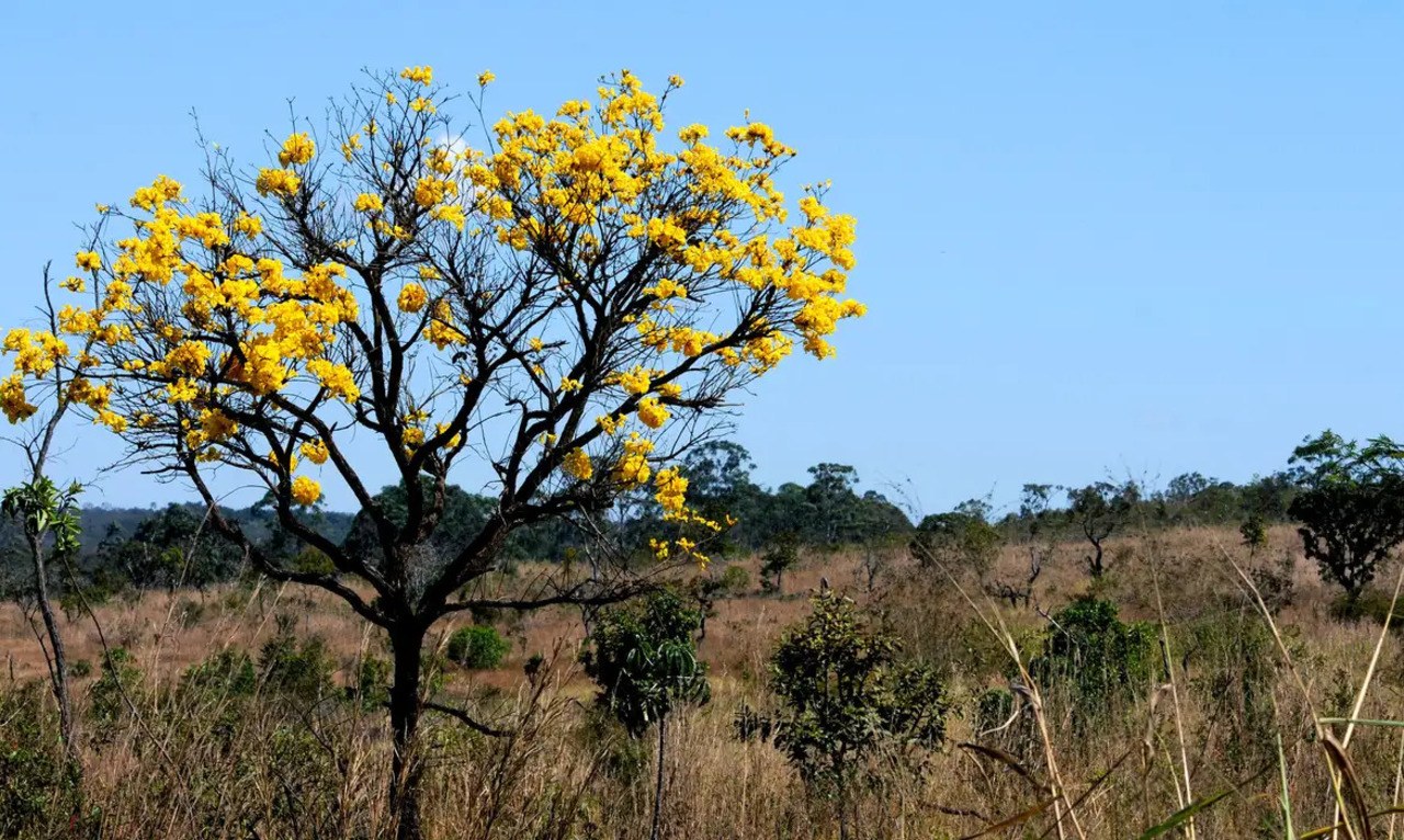 Redução histórica das queimadas: em agosto de 2025, o Brasil registrou 18.451 focos de calor, o menor número desde o início do monitoramento do Inpe em 1998