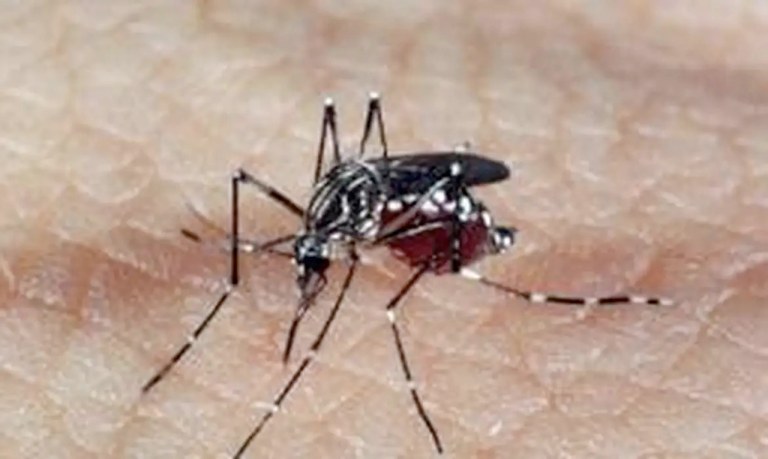 Aedes aegypti