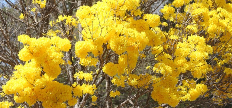 Ipê amarelo