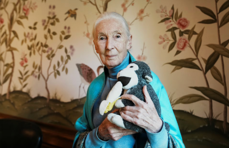 A primatologista, etóloga e antropóloga britânica Jane Goodall posa para uma foto na Embaixada Britânica em Buenos Aires, Argentina, 15 de agosto de 2024