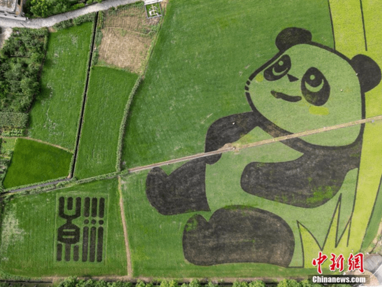 Arrozais criam imagem de panda gigante