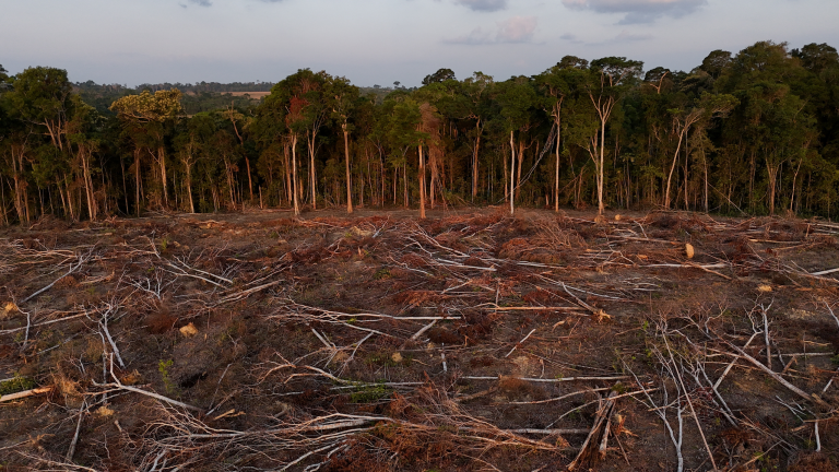 Desmatamento de terra para plantio de soja em Santarém, Pará