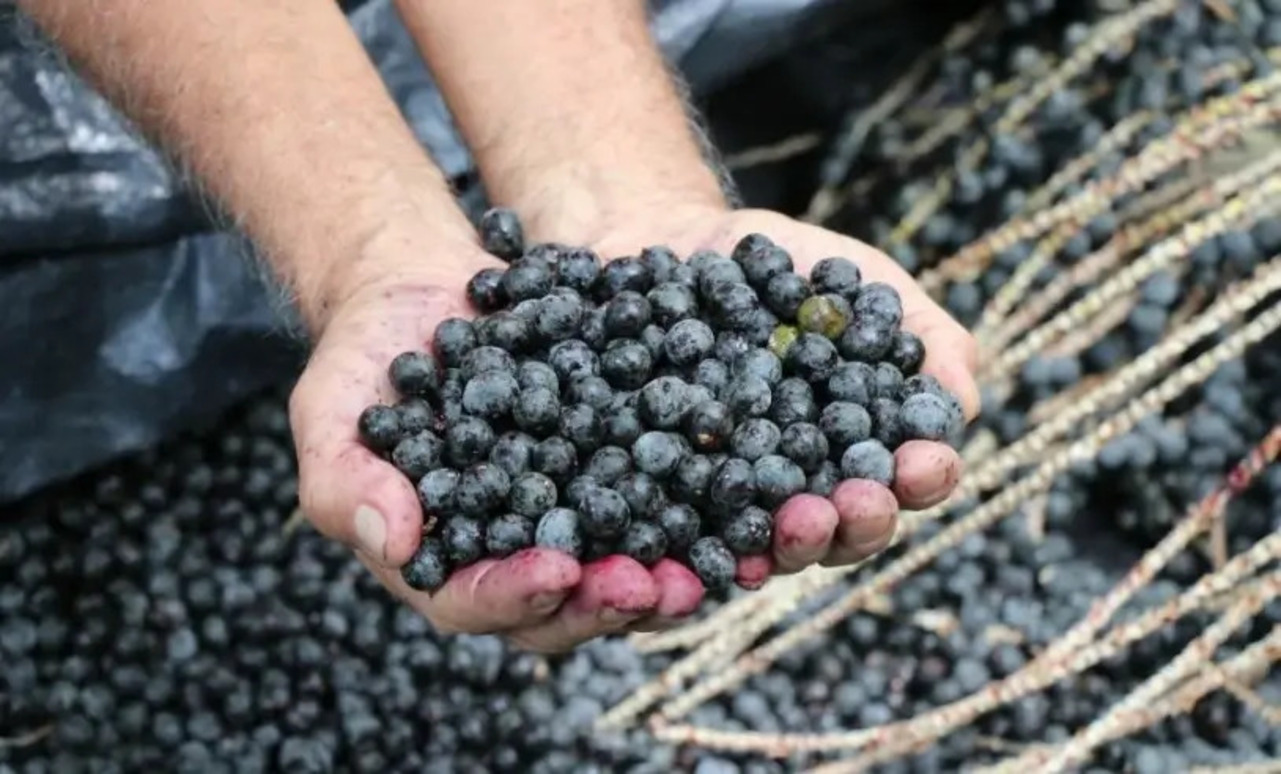 Açaí de Codajás conseguiu dobrar de valor após conquistar a Indicação Geográfica
