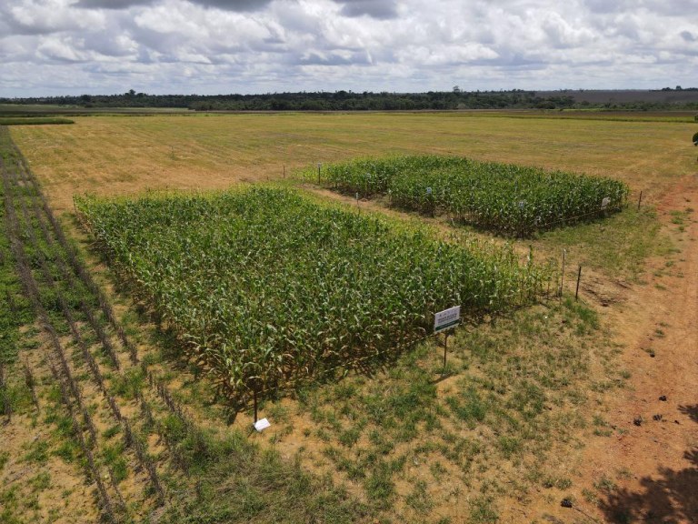 (Multimídia) China e Brasil unidas recuperam solos na Amazônia e semeiam sustentabilidade