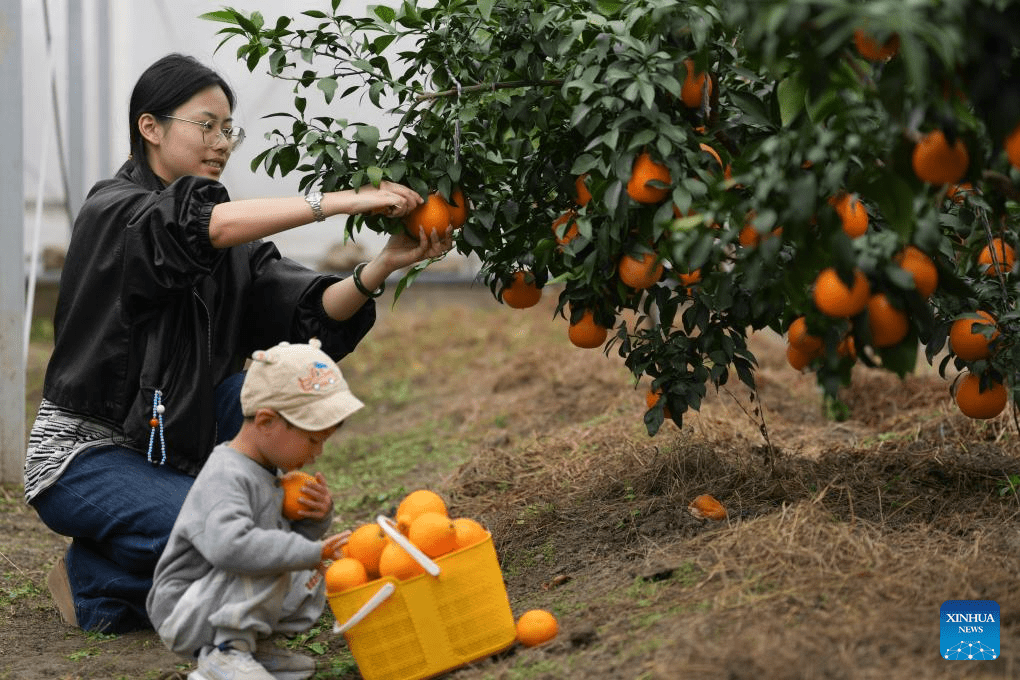 Província chinesa de Zhejiang inicia colheita das frutas cítricas