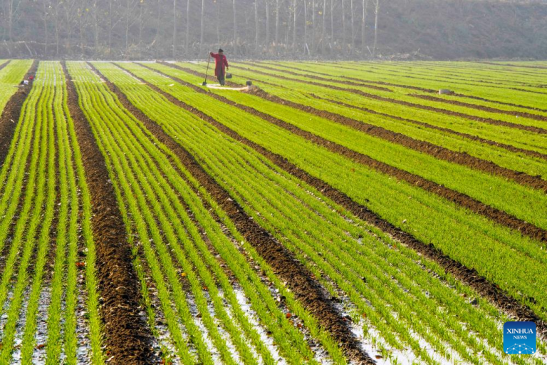 Semeadura do trigo de inverno avança e atinge 70% da área estimada na China
