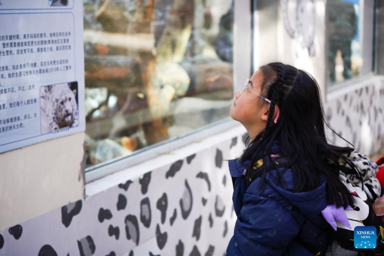 Recinto dos leopardos no Zoológico de Xining reabre após reforma