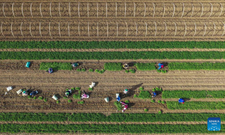 Atividades agrícolas se intensificam pela China no início do inverno