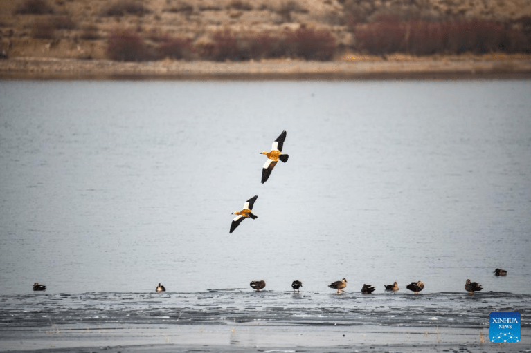 Corredor de Hexi na província chinesa de Gansu fornece habitats e recursos alimentares para aves migratórias