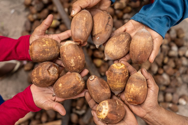 Coco babaçu fornece matéria-prima para diversos produtos 