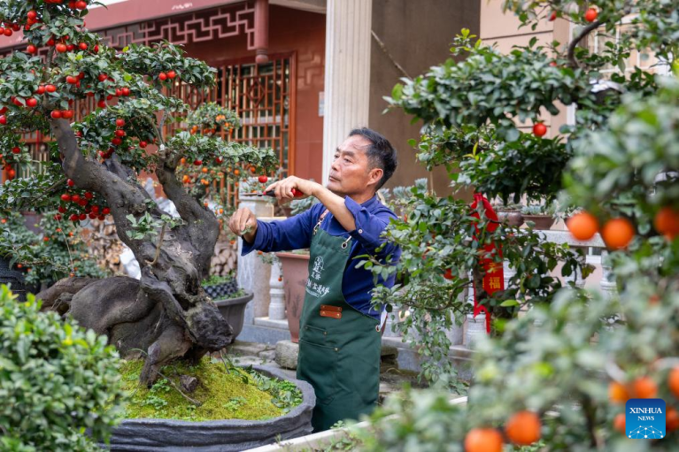 Cultivo de bonsai na província chinesa de Hubei ganha impulso com vendas online