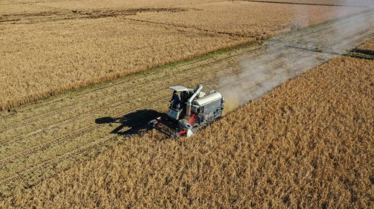 (Multimídia) Produção de grãos da China ultrapassa 714 milhões de toneladas em 2025