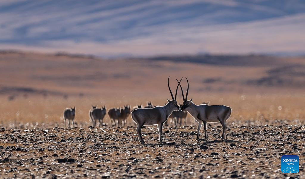 Antílopes tibetanos em Xizang entram na temporada de acasalamento