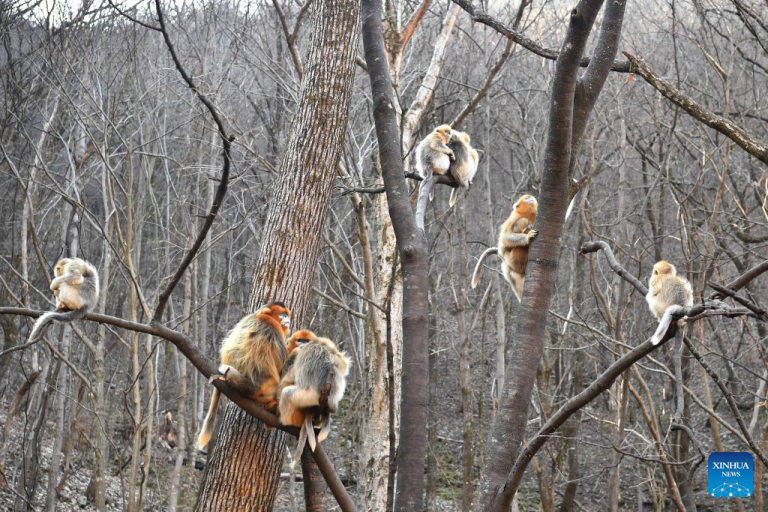 População de macacos-de-nariz-achatado-dourado cresce na Reserva Natural Nacional de Zhouzhi, no noroeste da China