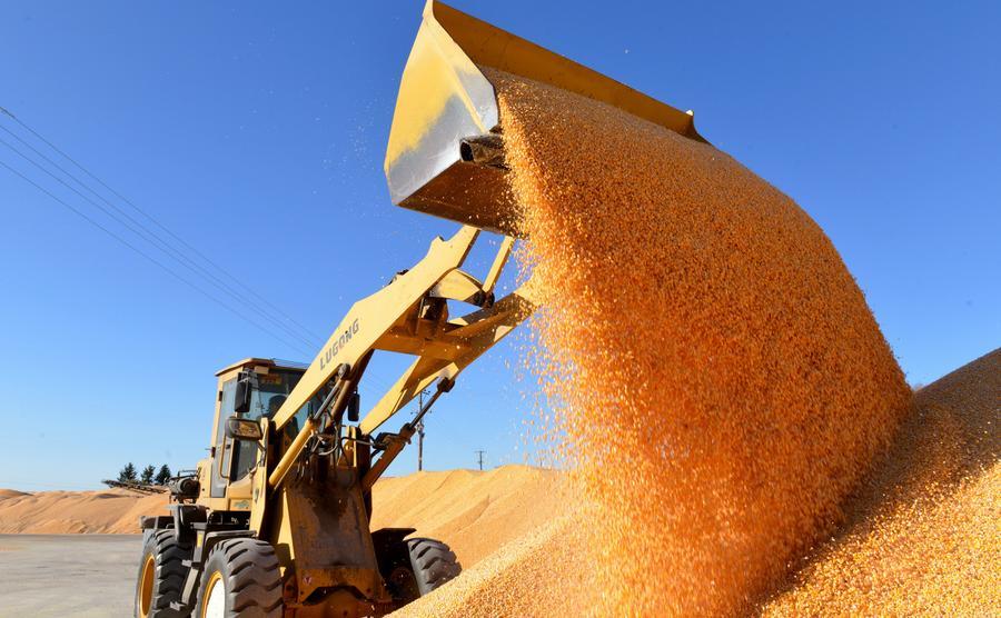 (Multimídia) Produção de grãos da China atinge novo recorde em 2025