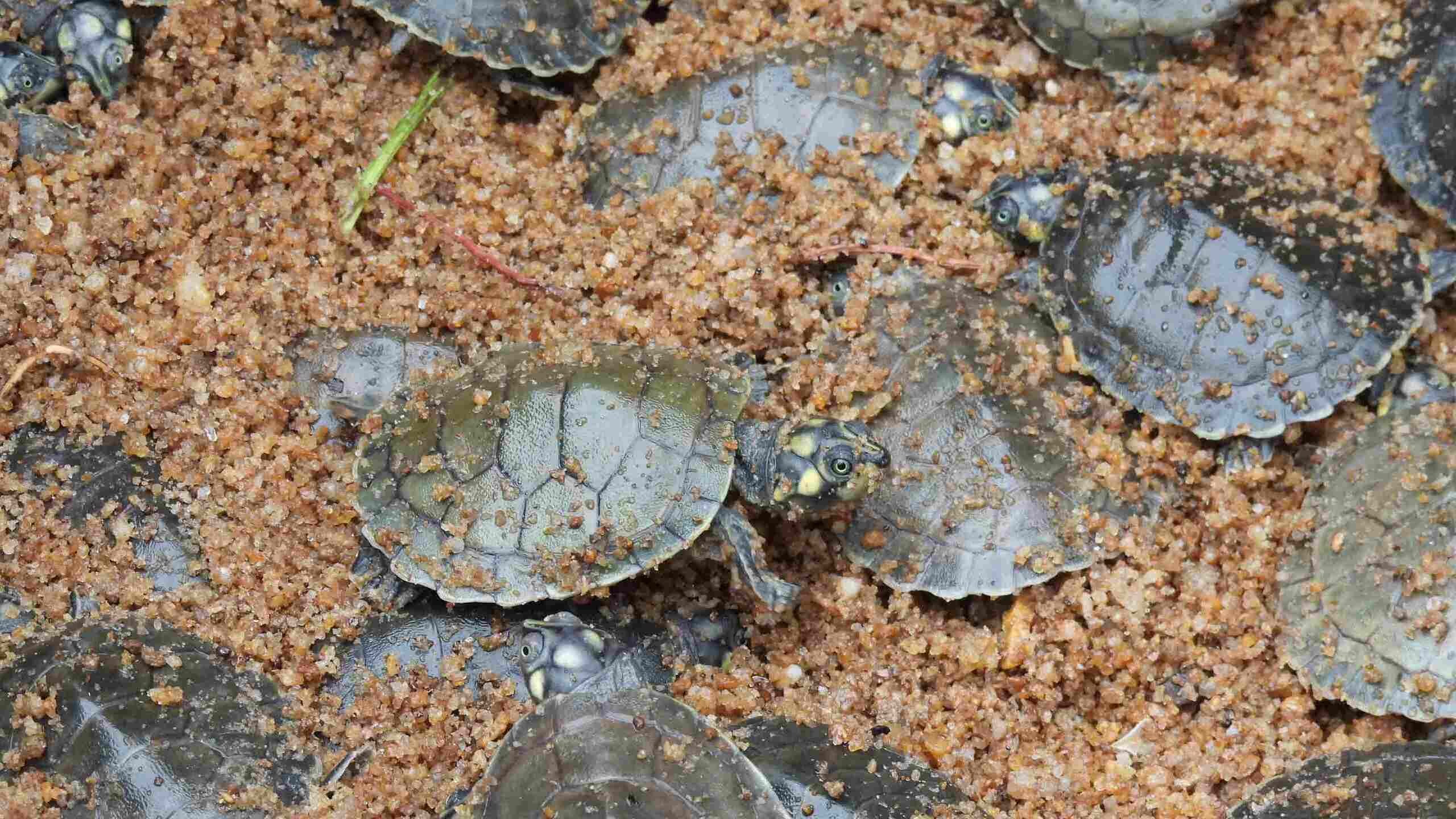 Filhotes de tartaruga-da-Amazônia