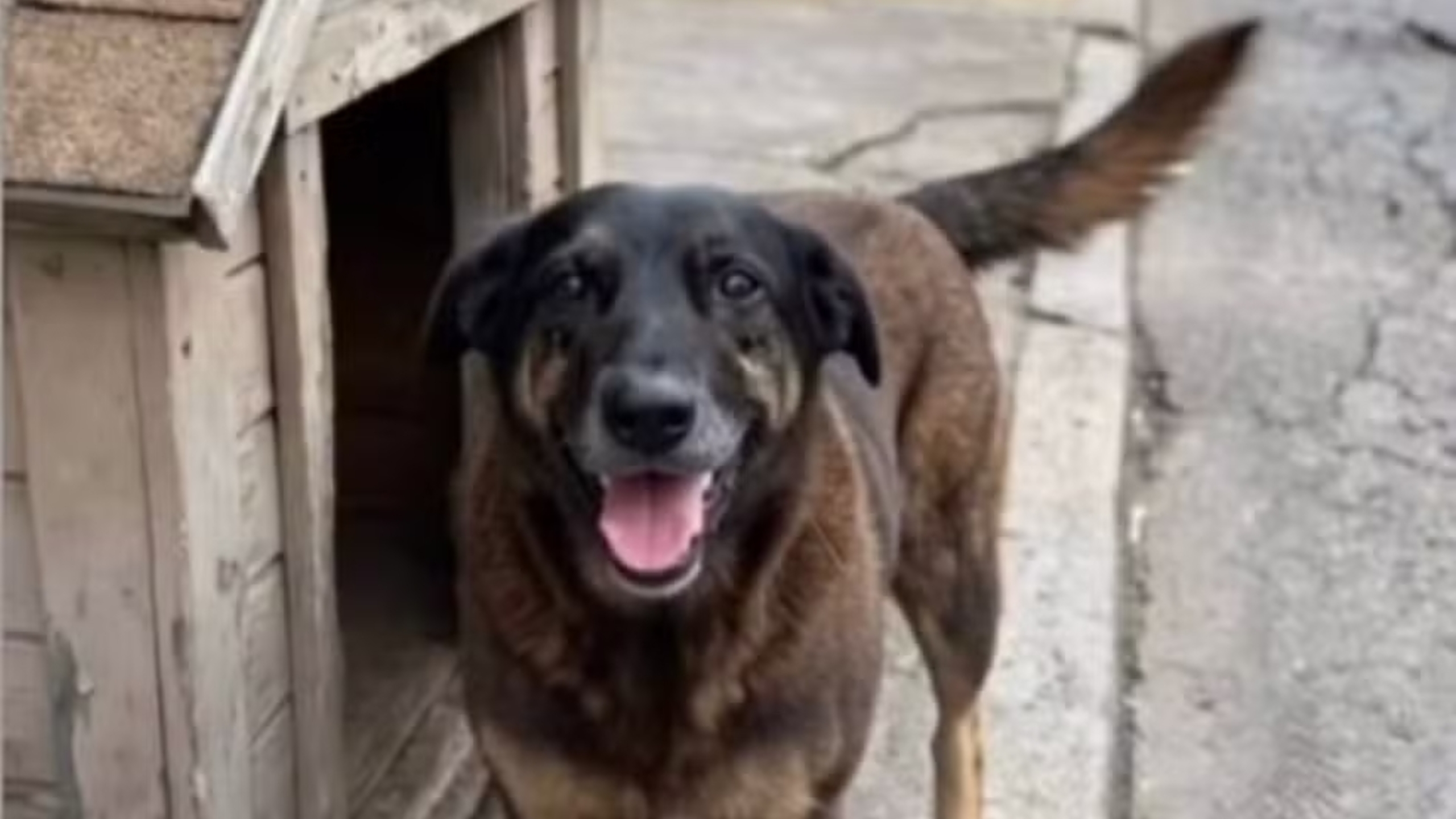 Cão Orelha